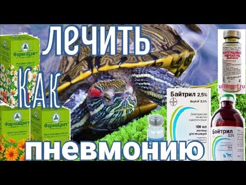 Видео: Как лечить пневмонию у красноухой черепахи. Черепаха не ест открывает рот