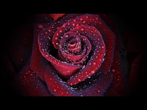 Видео: S5E11 - Красивые парфюмы с нотой розы.