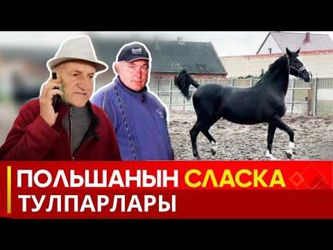 Видео: Польшанын СЛАСКА жылкылары // ТУЛПАР көрсөтүүсү