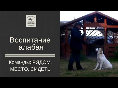 Видео: [Дрессировка щенка алабая] Команда РЯДОМ, СИДЕТЬ, МЕСТО