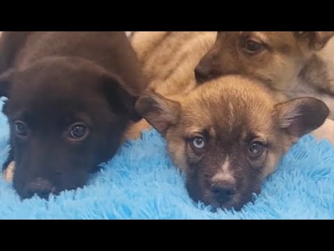 Видео: Щенков накормили стеклом и щебнем, потом выбросили на мороз | Спасение вопреки