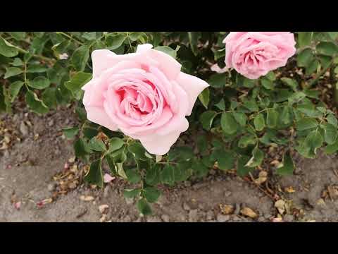 Видео: Троянда Фредерік Містраль
