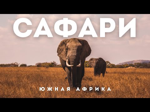 Видео: Африка | Cафари в ЮАР и что нужно знать о нем