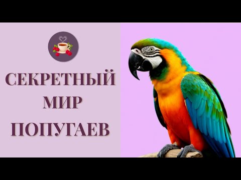 Видео: «Секретный мир попугаев — что они вытворяют!».