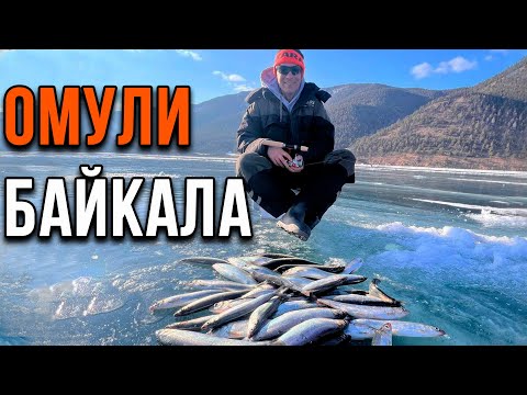Видео: Омули Байкала.