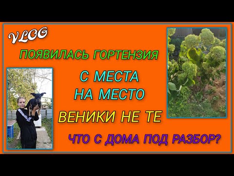 Видео: 🍒 VLOG: На участке появилась гортензия/ Что ещё привезли с дома под разбор/ Веники нынче не те