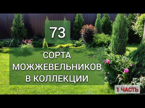 Видео: 73 СОРТА МОЖЖЕВЕЛЬНИКОВ В КОЛЛЕКЦИИ. 1 ЧАСТЬ - 37 СОРТОВ. ИЮНЬ 2025г.