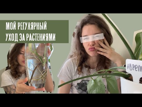 Видео: Мой регулярный уход за растениями | зелёные питомцы, что делать?