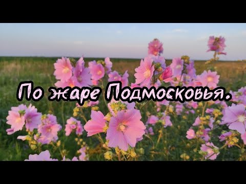 Видео: По жаре Подмосковья. Коп июль 2024.