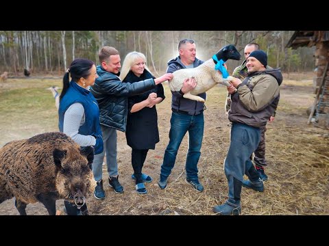 Видео: Дикий кабан чуть не вышел через окно. Теперь у нас есть ДОРПЕР .