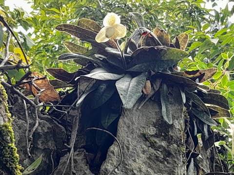 Видео: Orchids ,Дикие орхидеи. The most beautiful wild orchids  Paphiopedilum concolor are blooming #orchid