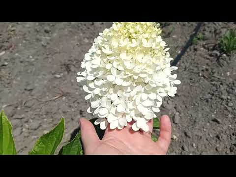 Видео: Зацветает маточник метельчатой гортензии.26.07.25