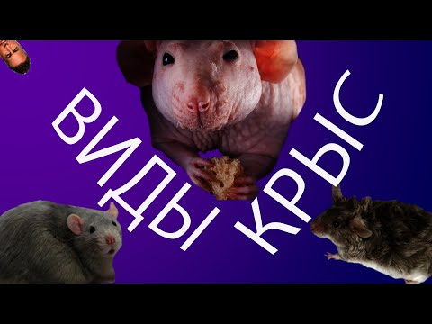 Видео: Виды крыс. Как различить крысу?