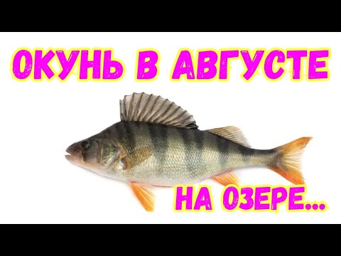 Видео: Микроджиг с лодки. Ловля на спининг...