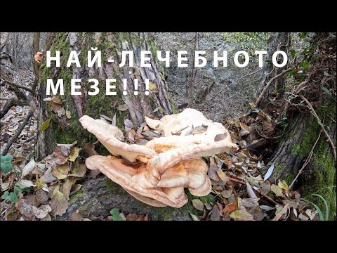 Видео: НАЙ-ЛЕЧЕБНОТО МЕЗЕ CHICKEN OF THE WOODS #mushroom #foraging #nature #chickenofthewoods