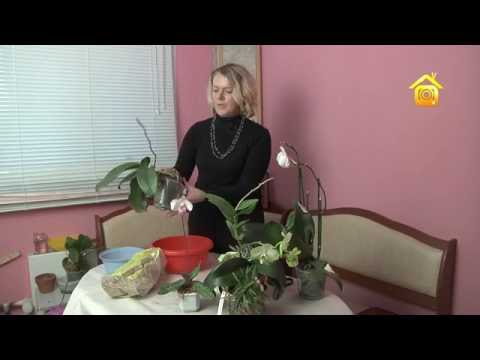 Видео: Орхидеи. Покупка, уход, пересадка // FORUMHOUSE