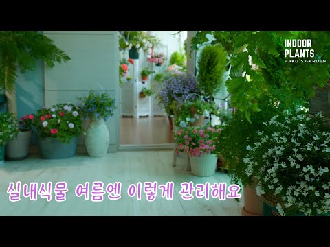 Видео: [4K] Комплексный уход за летними растениями с акцентом на советы по поливу комнатных растений