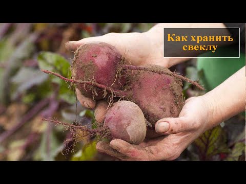 Видео: Как хранить свеклу