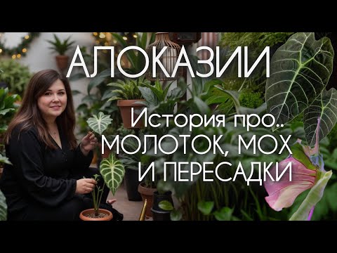 Видео: Пересадка АЛОКАЗИЙ в полугидропонику и минеральный грунт