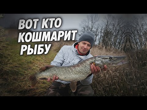 Видео: РЕДКИЙ УЛОВ: ГИГАНТСКАЯ ЩУКА В маленьком ВОДОЁМЕ!