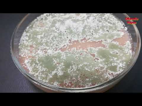 Видео: Активная триходерма, гидропоника, хлорелла... Обо всем по чуть-чуть