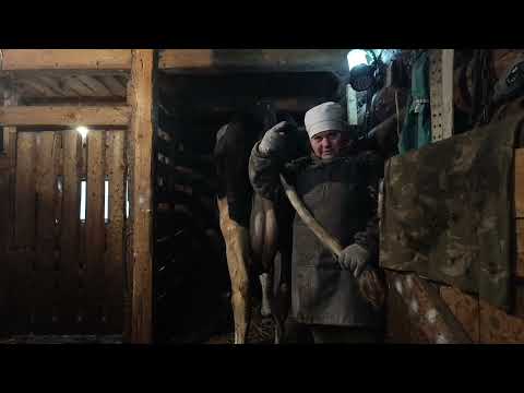 Видео: Бедовая корова?! Травма соска. А есть ли шанс на благополучный исход? Что будет дальше?