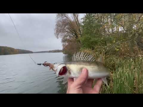 Видео: ТРИ ВИДА ХИЩНИКА НА НОВОМ ВОДОЁМЕ😉