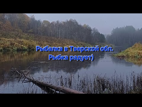 Видео: Рыбалка в Тверской обл. Рыбка радует)