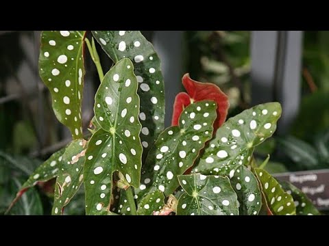 Видео: РАССТРОИЛАСЬ ИЗ-ЗА БЕГОНИИ МАКУЛАТА 😥 ПЕРЕСАЖИВАЮ В НОВЫЙ СУБСТРАТ С ЛЕЧУЗОЙ