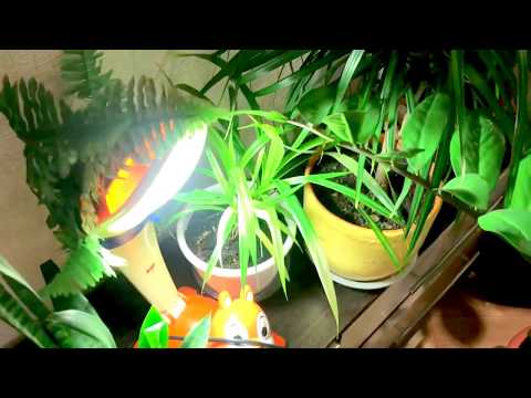 Видео: Домашние растения. Полный обзор в связи с 1000-м подписчиком...