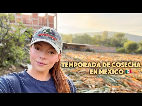 Видео: Наша семейная жизнь в Мексике 🇲🇽 Сезон сбора урожая | Тяжелый труд и невероятное мастерство