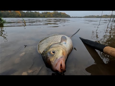 Видео: Осенью клюют самые Здоровенные Лещи. Фидерная ловля Леща на реке поздней осенью.