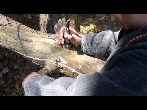 Видео: Корейский ремесленник, который делает деревянные ручки, которые не гниют даже через 1000 лет.