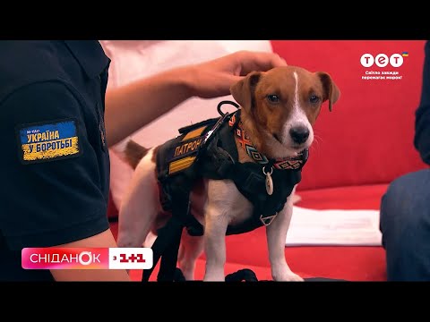 Видео: Если Патрона оставить надолго дома, будет вред! - хозяин Михаил Ильев