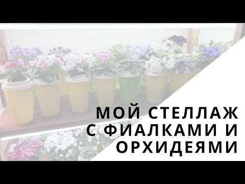 Видео: Запись прямого эфира из инста от 13.02.20. Итоги викторины. Мой стеллаж с фиалками и орхидеями