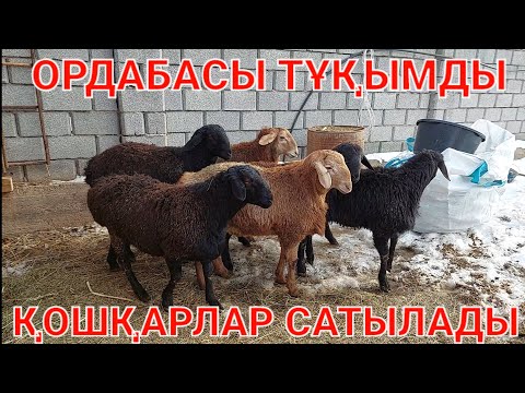 Видео: Қошқарлар Ордабасы тұқымды сатылады 8 771 298 92 92.