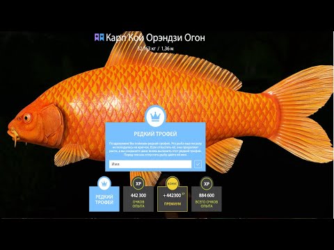 Видео: ПРОВЕРЯЕМ ФАРМ СЕРЕБРА и КОИ на МЕДНОМ и ЗА ТРОФЕЙНЫМ ОСЕТРОМ и ЛОСОСЕМ РУССКАЯ РЫБАЛКА 4 РР4