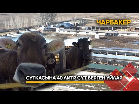 Видео: Суткасына 40 литр сүт берген уйлар // ЧАРБАКЕР