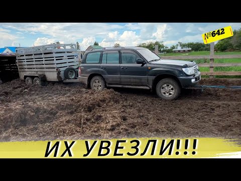 Видео: СДАЛИ 4 БЫКА. СКОЛЬКО ЗАРАБОТАЛИ ДЕНЕГ. Жизнь и будни Омской деревни.