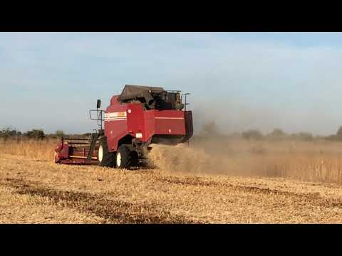 Видео: Убока  сои, соя, низкий срез, Полессе, Уборка сои