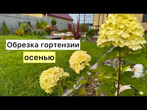 Видео: Осенняя обрезка гортензии древовидной! Обрезка гортензии на штамбе!