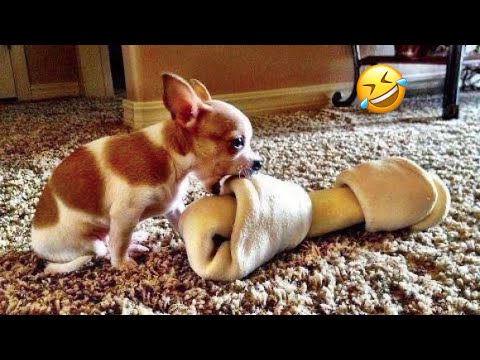 Видео: Смешные видео с собаками и кошками, которые сделают ваш день 🤣 Самые смешные моменты с животными ...