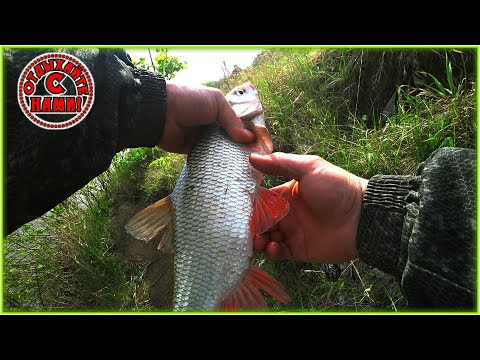 Видео: Впервые поймал язя на фидер! Первые потери в этом сезоне...!!! Даже не смог поднять...!