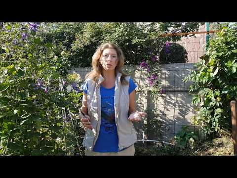 Видео: Осенняя пересадка клематисов. Сроки посадки. Выбор места. 1 часть