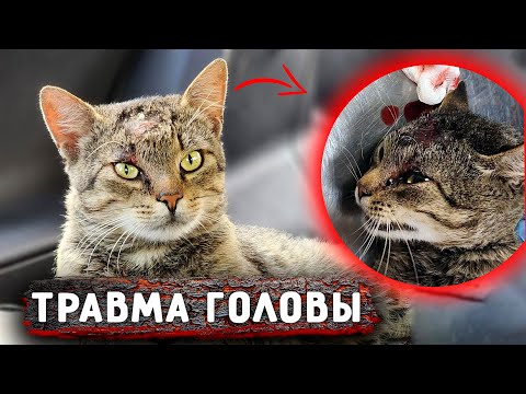 Видео: Кот с пробитой головой шел по улице. Подобрала и в клинику. Какой становится Вилли, прогресс на лицо