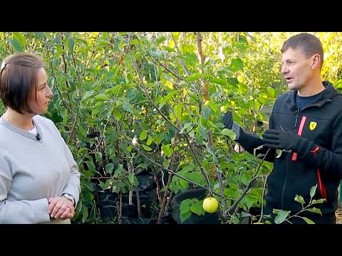 Видео: Правила збору урожаю. Визначення ступеня зрілості плодів.