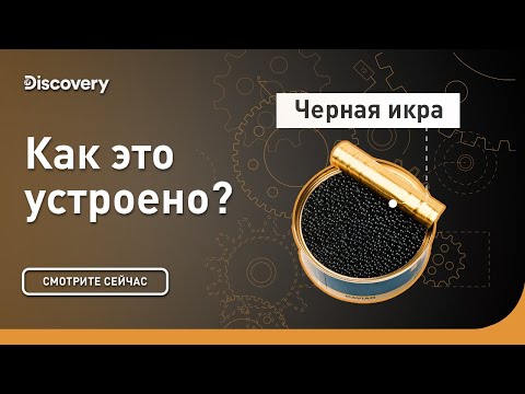 Видео: Черная икра | Как это устроено | Discovery