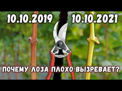 Видео: Почему плохо вызревает лоза винограда?