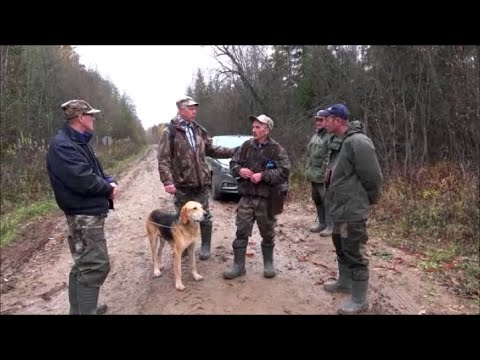 Видео: Межрегиональные состязания гончих по зайцу-беляку" Золотое кольцо" РГ Аргон вл. Шатров В.А.