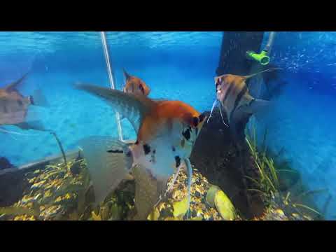 Видео: 🐠Спокойная музыка для души | Аквариум с рыбками💖